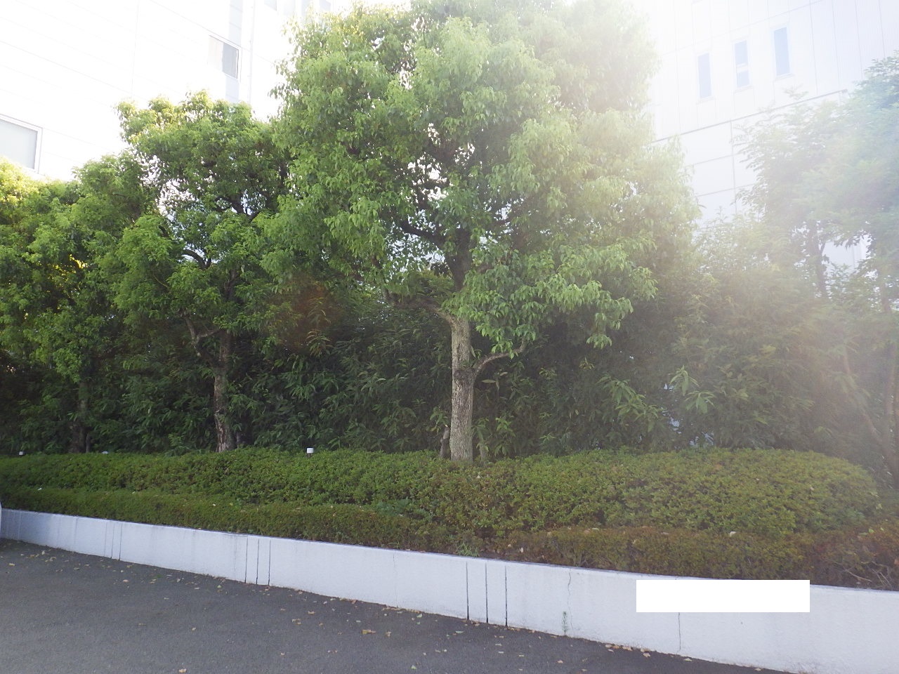 M工場 敷地内植栽の剪定・維持管理｜京都府京田辺市（作業前）