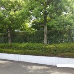 シラカシ生垣剪定後