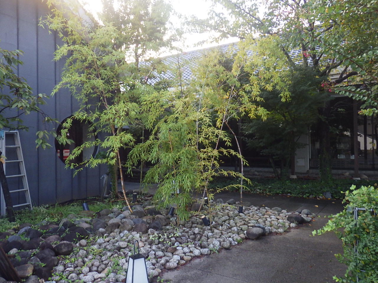 居酒屋A様 庭木剪定・草刈り｜京都市伏見区（作業前）