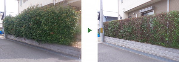 レッドロビン生垣剪定前後