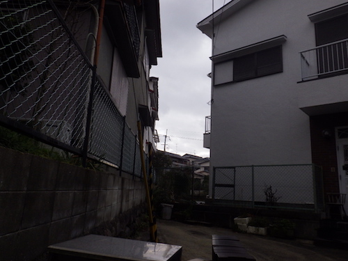 クロガネモチ伐採後