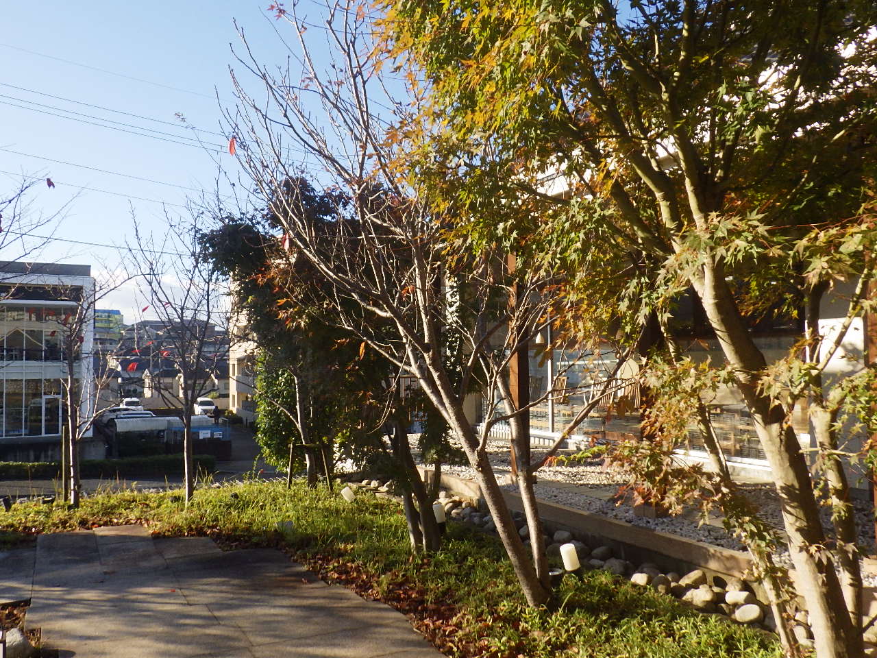 F様 お店の庭木剪定・草刈り｜京都府宇治市（作業前）