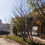 サクラ・モミジ剪定後