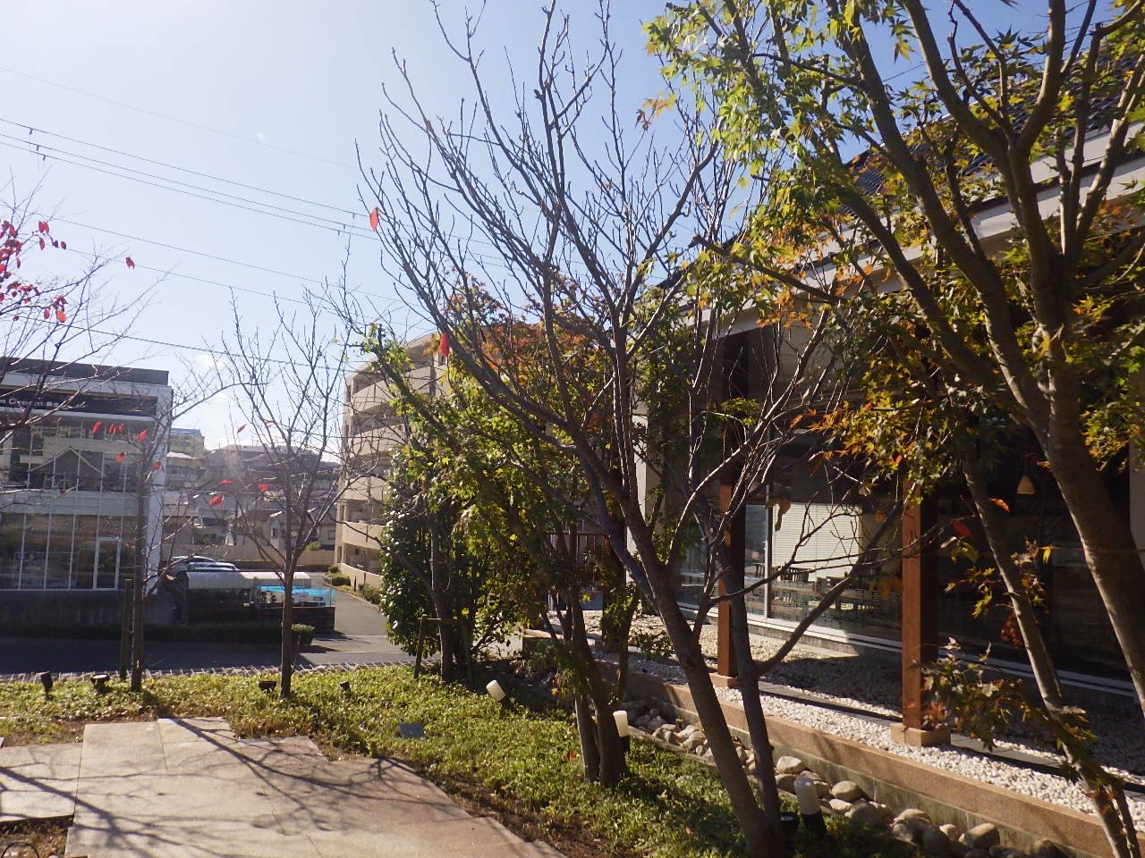 F様 お店の庭木剪定・草刈り｜京都府宇治市（作業後）